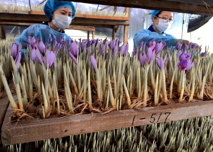 林芝天旺農(nóng)牧產(chǎn)品有限公司藏紅花種植基地工作人員采摘藏紅花。趙新民攝